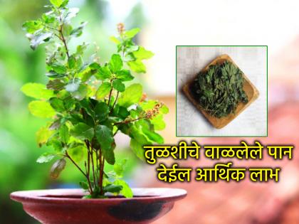 उत्पत्ती एकादशी २०२५: वाळलेले तुळशीचे पानही देईल लाभ, उत्पत्ती एकादशीला करा 'हा' उपाय!