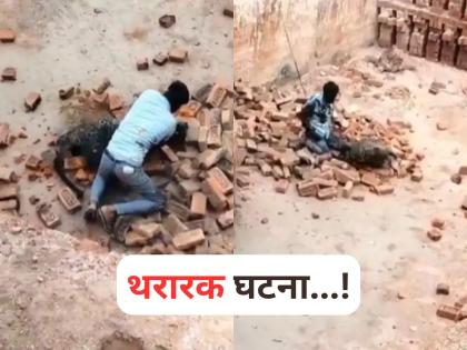Video Captures Brick Kiln Worker Bravely Fighting Wild Leopard In Uttar Pradesh Lakhimpur Kheri | Viral Video: जीव वाचवण्यासाठी थेट बिबट्याशी भिडला, मजुराचं धाडस पाहून अंगावर येईल काटा! पाहा व्हिडीओ Video Captures Brick Kiln Worker Bravely Fighting Wild Leopard In Uttar Pradesh Lakhimpur Kheri | Viral Video: जीव वाचवण्यासाठी थेट बिबट्याशी भिडला, मजुराचं धाडस पाहून अंगावर येईल काटा! पाहा व्हिडीओ
