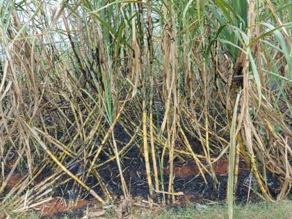 Sugarcane fire on three acres at Dhamod due to short circuit! | धामोड येथील तीन एकरावरील ऊसास शॉर्टसर्किटने आग !