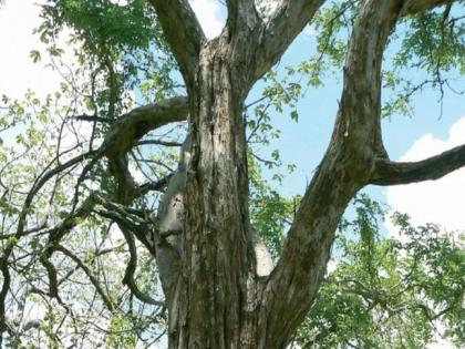 The most expensive wood in the world african blackwood | जगातील सगळ्यात मौल्यवान लाकडांबाबत माहित्येय का? चंदनाच्या लाकडापेक्षाही १० पटीने महाग...