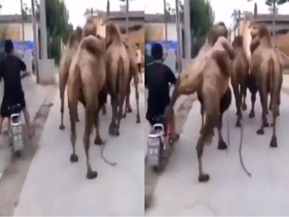 Video : camel hit a man who was taking wrong side overtake | Video : डाव्या बाजूने ओव्हरटेक करायला गेला अन् उंटाने चांगलाच धडा शिकवला; पाहा व्हिडीओ