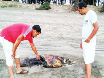 Dead dolphins found in mud on shore beach | चिखले समुद्रकिनारी आढळले मृत डॉल्फिनच्या पोटात कासव