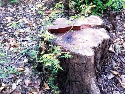 Well stolen at the Reserve Forest Research Center; The slaughter of worth trees | राखीव वन अनुसंधान केंद्रातील खैर चोरीला; किमती झाडांची कत्तल