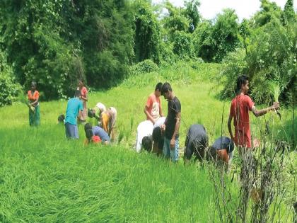 Urban students loot looted rice | शहरी विद्यार्थ्यांनी लुटली भातलावणीची मौज