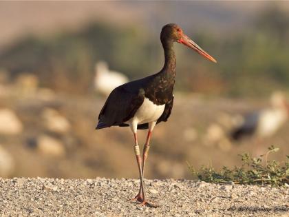 Rare black heron injured in Nagpur |  मांजात अडकल्याने नागपुरात दुर्मीळ काळा बगळा जखमी