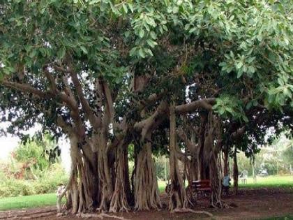 Don't just worship, cultivate; One banyan tree provides oxygen to four and a half thousand people | केवळ पूजा नको, संवर्धन करा; वडाचे एक झाड साडेचार हजारजणांना पुरवते ऑक्सिजन