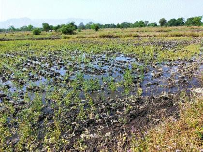 Due to the overflow of the Vadap Lake, the premises are submerged | वदप तलाव ओव्हरफ्लो झाल्याने परिसर जलमय