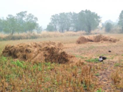 Farmers are in trouble due to soaking of cattle fodder | गुरांचा चारा भिजल्याने शेतकरी अडचणीत