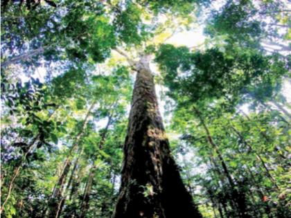 The height of a 25-storey building and a 400-year-old tree in amazon Forest | २५ मजली इमारतीएवढी उंची अन् ४०० वर्षे वयाचे झाड ! 