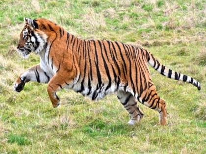 The horror of the tiger in Kokanipaddai is horrified | कोकणीपाडय़ात वाघाची दहशत कायम