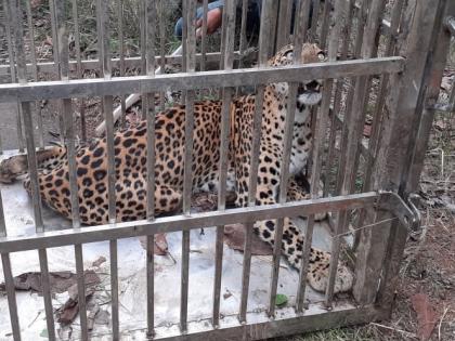 Finally the leopard got stuck in the cage; Incidents in Gondia district | अखेर बिबट्या अडकला पिंजऱ्यात; गोंदिया जिल्ह्यातील घटना