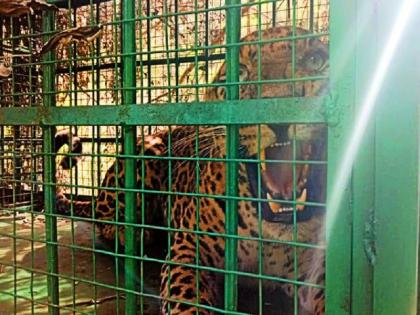 Cannibal Leopard Imprisoned In Cage after seven days, killed 7 humans till now | 7 लोकांचा बळी घेणारा बिबट्या अखेर जेरबंद, सात दिवसांपासून सुरू होते वनविभागाचे सर्च ऑपरेशन