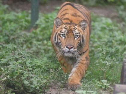 man-tiger conflict simmer's in Vidarbha as the migration of tigers increases outside the tiger reserve | व्याघ्र प्रकल्पाबाहेर वाघांची भ्रमंती वाढली, मानवासाठी धोकादायक?