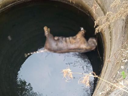 tigress dies by falling into a well in Chandrapur district | विहिरीत पडून वाघिणीचा मृत्यू; चंद्रपूर जिल्ह्यातील घटना