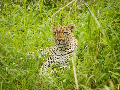 Leopard appeared in Pandharpur during hunting of cattle | पाळीव जनावरांची शिकार करताना वाखरीत दिसला बिबट्या 