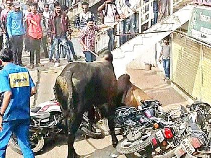 Two mast bull battles on the Tharar Rajpath, for two hours in Satha | साताºयात दोन तास थरार राजपथावर दोन मस्तवाल वळूंची झुंज