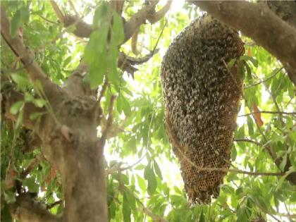 Bee attack on devotees on pilgrimage in Aitwade Khurd sangli district | ऐतवडे खुर्दमध्ये यात्रेत भाविकांवर मधमाशांचा हल्ला, शेकडो भाविक जखमी