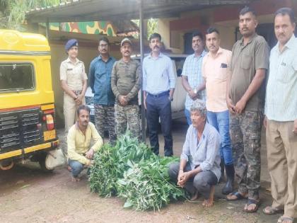 Two days of forest custody to the accused in the case of smuggling leaves of Bhedlemada in the government forest | Sindhudurg: भेडलेमाड तस्करीबाबत आरोपींना दोन दिवसांची वन कोठडी