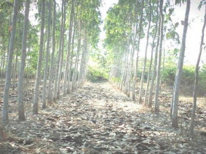 Forestry subprime; 8 thousand seedlings planted | वनशेती उपअभियान; ८ हजार रोपांची लागवड