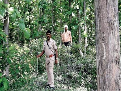 Posts of 77 Divisional Forest Officers are vacant in the state; | राज्यात ७७ विभागीय वनाधिकाऱ्यांची पदे रिक्त; सहायक वनसंरक्षकांना पदोन्नतीची प्रतीक्षा