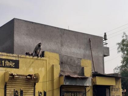 Food and water given to monkeys solapur kumathe marjewadi | कुमठे, मजरेवाडीत मिळालं अन्न अन् पाणी पश्चिम घाटी वानरांचा हद्दवाढमध्ये धुमाकुळ