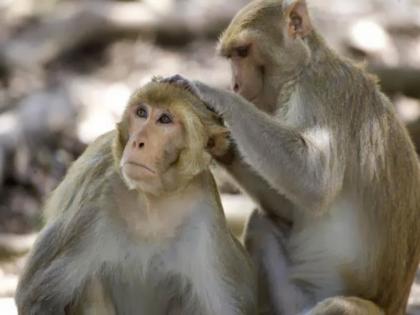 Monkey rescue by brave woman forest officer | वानर पकडण्यासाठी महिला वनरक्षकाचे असे धाडस की वाचून अचंबित व्हाल !