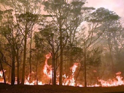 22 wildfire cases happened in Bhandara forest department during March | भंडारा वन विभागात मार्च महिन्यात वणव्याच्या २२ घटना; ५४ हेक्टर जंगलाला झळ