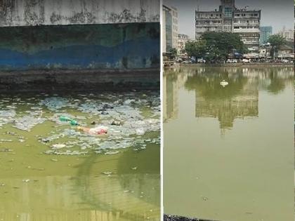 Fear of toxic blooms threatening Bandra Lake that harmful to aquatic in mumbai | विषारी फुलांमुळे वांद्रे तलावाची पुरती ‘शोभा’ जलचरांचे अस्तित्व धोक्यात येण्याची भीती