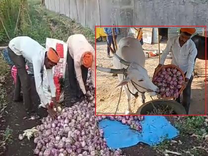 The farmer fed a ton of brinjal to the animals, uprooted the trees and planted sticks | कवडीमोल भाव; शेतकऱ्याने टनभर वांगी घातली जनावरांना!, झाडे उपटून लावली काडी