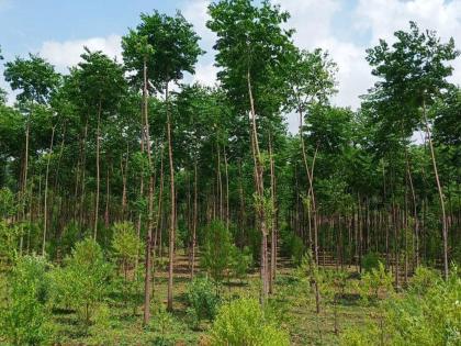 Plight of Social Forestry Department; No funds, no manpower | सामाजिक वनीकरण विभागाची दुर्दशा; ना निधी, ना मनुष्यबळ