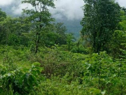 During the Amrit Mahotsav year, 27 hectares of wild rice flowered in Konkan | अमृत महोत्सवी वर्षात कोकणात फुलविली २७ हेक्टरवर वनराई; वन विभागाचे अभियान