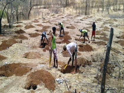 The rare 27 species of shrub seedlings fall in 'Vanarai' | ‘वनराई’मध्ये पडणार दुर्मीळ २७ प्रजातीच्या झुडुपर्गीय रोपांची भर