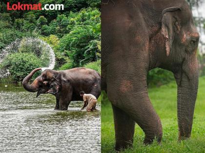 Vantara moves to set up rehabilitation center near Nandani Math for Mahadevi elephant | हायड्रोथेरपी तलाव, झोपण्यासाठी वाळूचे ढिगारे अन्... 'माधुरी'साठी वनतारा नांदणीत सुरु करणार पुनर्वसन केंद्र Vantara moves to set up rehabilitation center near Nandani Math for Mahadevi elephant | हायड्रोथेरपी तलाव, झोपण्यासाठी वाळूचे ढिगारे अन्... 'माधुरी'साठी वनतारा नांदणीत सुरु करणार पुनर्वसन केंद्र