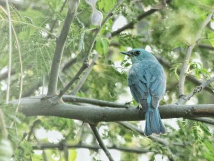 Rare and foreign birds on the Kurnaur Dam near Akkalkot | अक्कलकोटजवळील कुरनूर धरणावर दुर्मिळ व परदेशी पक्ष्यांची लगबग 