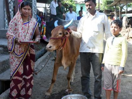 Celebrated traditional but typical ballapolla at Vradsheim | वराडसीम येथे पारंपरिक मात्र वैशिष्ट्यपूर्ण बैलपोळा उत्साहात साजरा