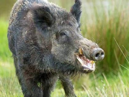 a woman got injured in wild boar attack | शिकाऱ्याच्या तावडीतून सुटलेल्या रानडुकराचा गावात हैदोस; महिला जखमी