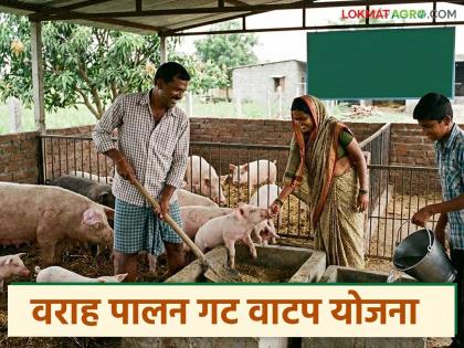Latest News Earn lakhs from boar rearing, 75 percent subsidy read eligibility, documents, scheme information | वराह पालनातून लाखोंची कमाई, शासनाकडून 75 टक्के अनुदान, वाचा पात्रता, कागदपत्रे, योजनेची माहिती Latest News Earn lakhs from boar rearing, 75 percent subsidy read eligibility, documents, scheme information | वराह पालनातून लाखोंची कमाई, शासनाकडून 75 टक्के अनुदान, वाचा पात्रता, कागदपत्रे, योजनेची माहिती