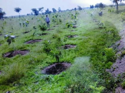 Nadvala green shalu, in the year-round, where the seedlings reach six feet height | तरोडाच्या ओसाड जमीनीला नेसविला हिरवा शालू, वर्षभ-यातच रोपट्यांनी गाठली सहा फुटाची उंची