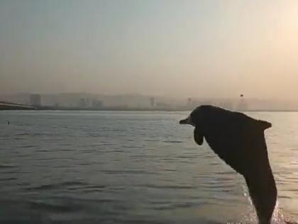 dolphins spotted in Vashi Creek in navi mumbai video viral on social media | वाशीच्या खाडीत डॉल्फीनचं दर्शन; खाडी किनाऱ्यावर नवी मुंबईकरांची गर्दी