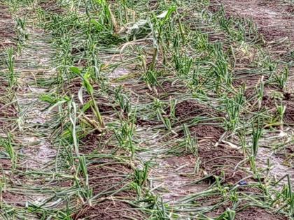 Washim Hailstorm and unseasonal weather again in the district heavy loss of crops | वाशिम: जिल्ह्यात पुन्हा गारपीट अन् अवकाळीचा तडाखा, शेतपिकांचं मोठं नुकसान