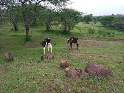 pune news Jersey calves lives in danger a heartbreaking picture from Indapur taluka | जर्सी वासरांचे जीव धोक्यात; इंदापूर तालुक्यातील विदारक चित्र; नेमकं कारण काय ?
