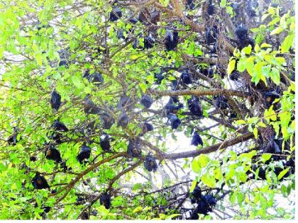 'Nipah' virus is coming .. Satarkarono be careful! Highlights in the district; | ‘निपाह’ व्हायरस येतोय.. सातारकरांनो सावधान! जिल्ह्यातही हायअलर्ट;