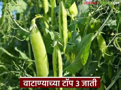 Latest News Three top varieties of peas yielding up to 18 tonnes per hectare in 120 days | 120 दिवसांत प्रति हेक्टर 18 टनांपर्यंत उत्पादन देणाऱ्या वाटाण्याच्या तीन टॉपच्या जाती Latest News Three top varieties of peas yielding up to 18 tonnes per hectare in 120 days | 120 दिवसांत प्रति हेक्टर 18 टनांपर्यंत उत्पादन देणाऱ्या वाटाण्याच्या तीन टॉपच्या जाती