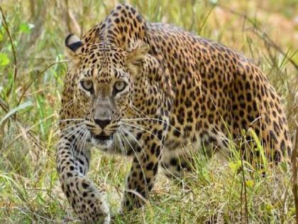 Shepherd injured in leopard attack in Wategaon sangli | Sangli: वाटेगाव येथे बिबट्याच्या हल्ल्यात मेंढपाळ जखमी Shepherd injured in leopard attack in Wategaon sangli | Sangli: वाटेगाव येथे बिबट्याच्या हल्ल्यात मेंढपाळ जखमी