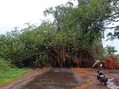 A 150-year-old banyan tree fell on Aajara-Gandhinagar road, blocking traffic  | Kolhapur: आजरा-गांधीनगर रस्त्यावर १५० वर्षांपूर्वीचा वटवृक्ष कोसळला, वाहतूक ठप्प 