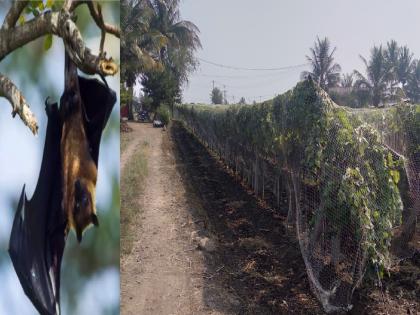 New crisis on vineyard farmers The vultures now attack the vineyards that survived the ordealin sangli district | द्राक्षबागायदार शेतकऱ्यांवर नवे संकट; अवकाळीतून बचावलेल्या द्राक्षबागांवर आता वटवाघळांचे हल्ले