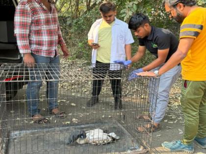 The death toll of flamingos caused by the killer board is non-stop in navi mumabi | किलर बोर्डमुळे होणारे फ्लेमिंगोंचे मृत्युसत्र थांबता-थांबेना