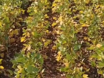 Yellow Mosaic Infestation on Soybean Crop; Increase in farmers' problems in solapur | सोयाबीन पिकावर यलो मोझॅकचा प्रादुर्भाव; शेतकऱ्याच्या अडचणीत वाढ