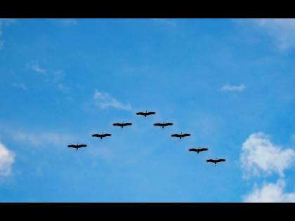 Do you know why flocks of birds fly in v shape know the reason | 'V' शेपमध्येच का उडतो पक्ष्यांचा ग्रुप? जाणून घ्या यामागचं कारण...