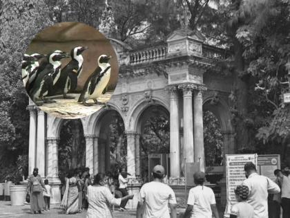 Mumbai Rani Baug Penguin chicks Name, Veermata Jijabai Bhosale Park and Zoo | Rani Baug: "राणीच्या बागेतील पेंग्विनच्या पिल्लांचं नाव बदलता येणार नाही", प्रशासनाकडून स्पष्टीकरण Mumbai Rani Baug Penguin chicks Name, Veermata Jijabai Bhosale Park and Zoo | Rani Baug: "राणीच्या बागेतील पेंग्विनच्या पिल्लांचं नाव बदलता येणार नाही", प्रशासनाकडून स्पष्टीकरण